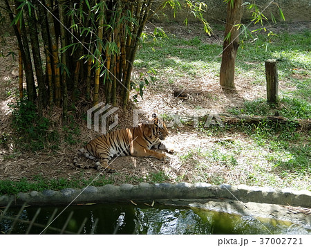 コタキナバル　動物園　マレートラ 37002721