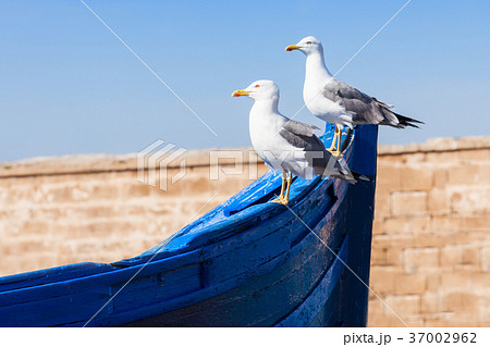 Essaouira in Morocco 37002962