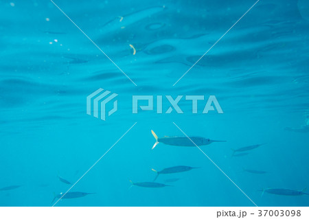 Underwater life of the Caribbean Sea 37003098