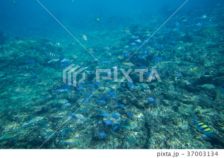 Underwater life of the Caribbean Sea Underwater life of the Caribbean Sea 37003134