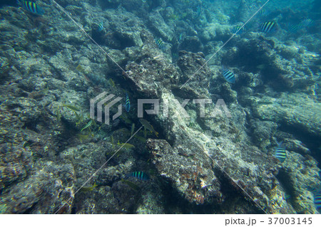 Underwater life of the Caribbean Sea 37003145