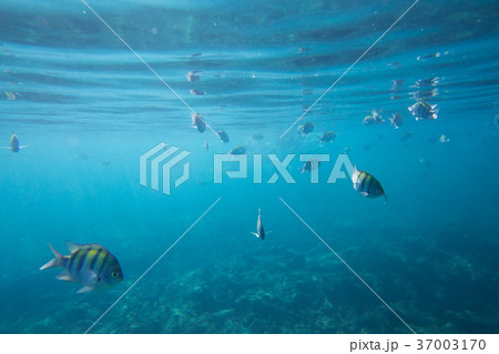 Underwater life of the Caribbean Sea 37003170