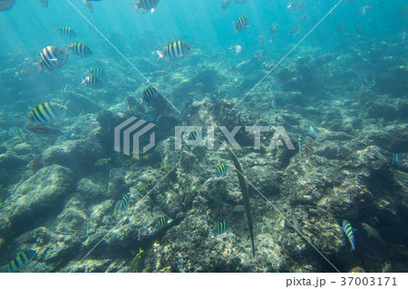 Underwater life of the Caribbean Sea 37003171