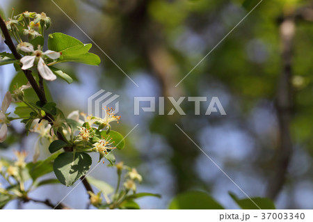 ヒメリンゴの花後 ヒメリンゴの花後 37003340