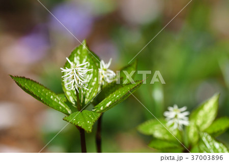 ヒトリシズカの花 37003896
