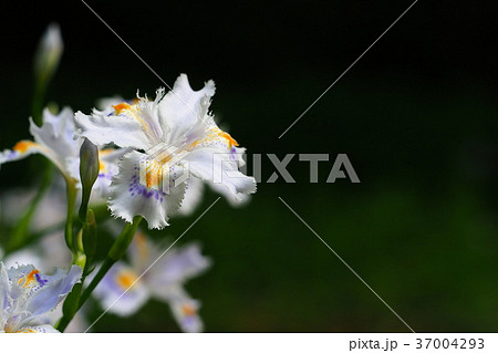 シャガの花 37004293