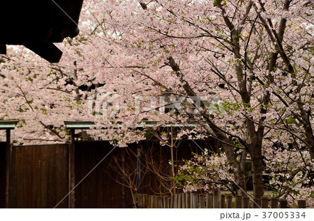 神社の春の風景 神社の春の風景 37005334