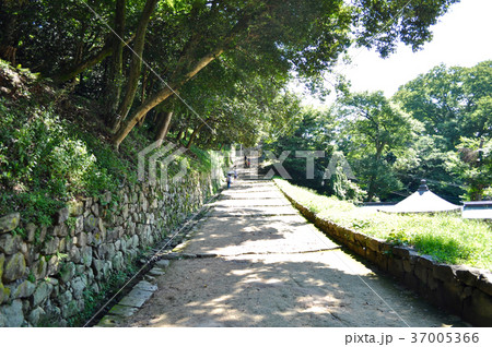 彦根城の写真 彦根城の写真 37005366