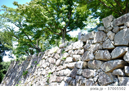 彦根城の写真 37005502