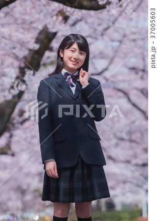 中学生と桜 中学生と桜 37005603