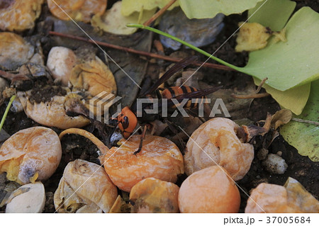 落下した銀杏に夢中のオオスズメバチ 落下した銀杏に夢中のオオスズメバチ 37005684