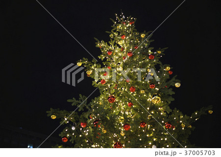 クリスマスツリー 37005703