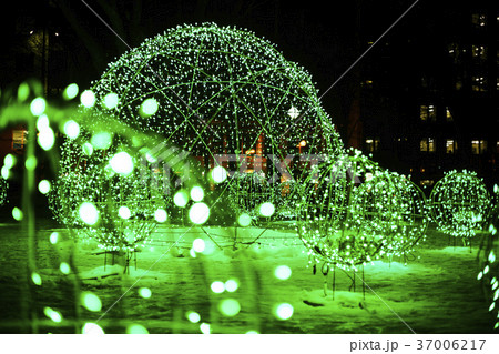 さっぽろホワイトイルミネーション(イメージカット) さっぽろホワイトイルミネーション(イメージカット) 37006217