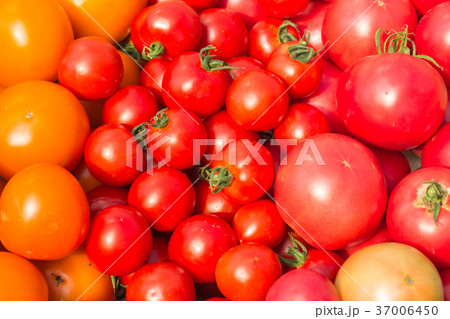 group of mix tomato red and orange 37006450