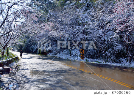 雪景 銀世界 雪景色 37006566