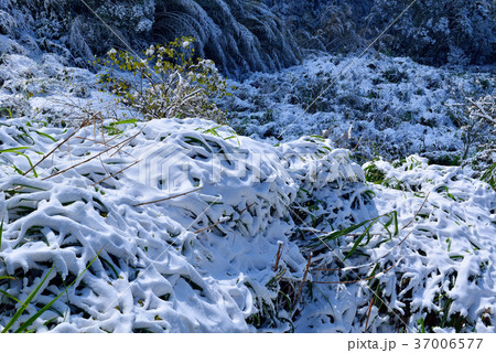 雪景 銀世界 雪景色 37006577
