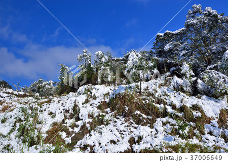 雪景 銀世界 雪景色 37006649