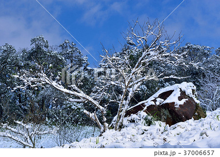 雪景 銀世界 雪景色 37006657