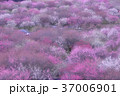いなべ市農業公園 37006901