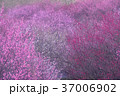 いなべ市農業公園 37006902