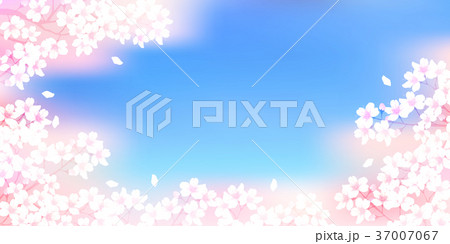 桜　花　春　背景  37007067