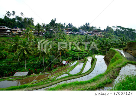 テガラランのライステラス テガラランのライステラス 37007127