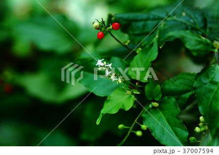 ジュズサンゴの花と実 37007594