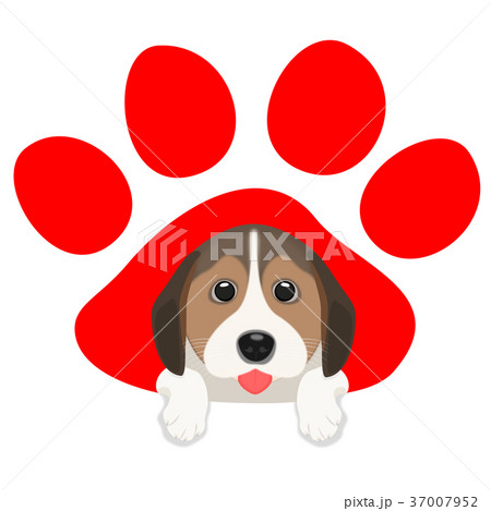 日の出と犬 37007952