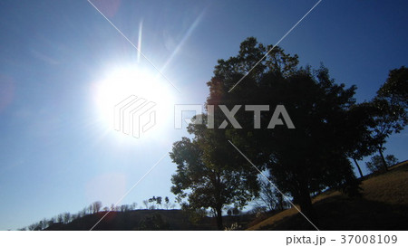 夕日 37008109