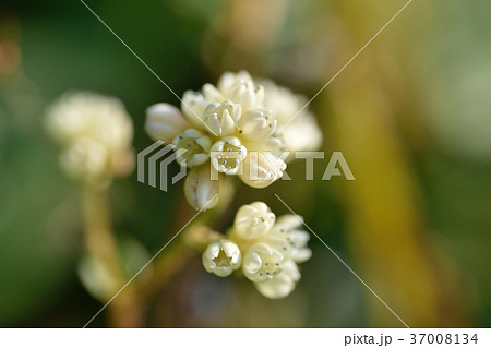 ツルソバの花 ツルソバの花 37008134