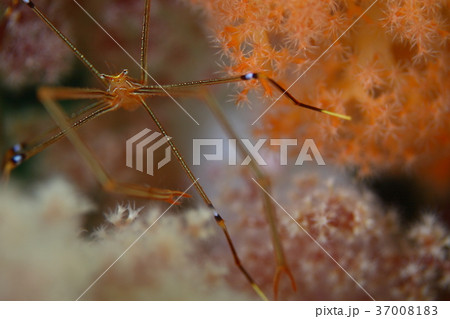 オルトマンワラエビ オルトマンワラエビ 37008183