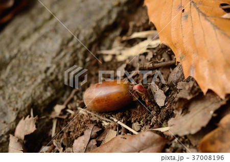 コナラの団栗の発根(秋の雑木林) コナラの団栗の発根(秋の雑木林) 37008196
