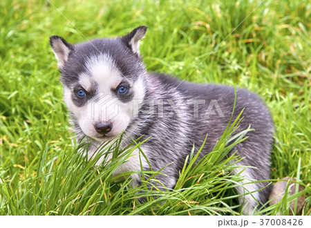 siberian husky siberian husky 37008426