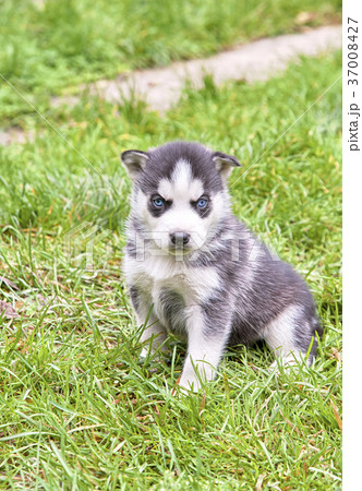siberian husky siberian husky 37008427