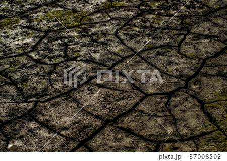 ひび割れた農地にわずかな苔 c-2 暗め ひび割れた農地にわずかな苔 c-2 暗め 37008502