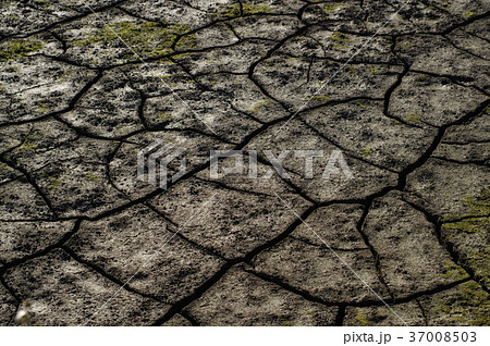ひび割れた農地にわずかな苔　c-3 37008503