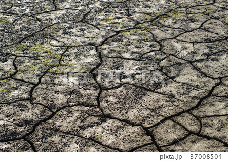 ひび割れた農地にわずかな苔　d-1 明るめ 37008504