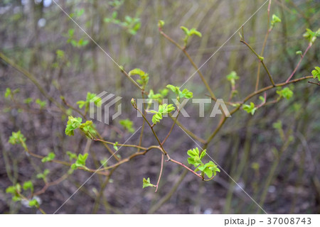 Young green leaves on the branch of wild rose Young green leaves on the branch of wild rose 37008743