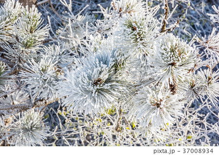 Close-up of snowy conifer tree in winter time Close-up of snowy conifer tree in winter time 37008934