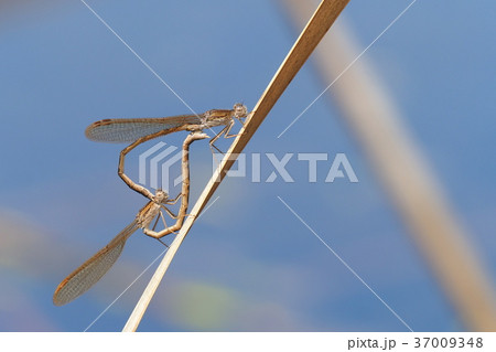オツネントンボ（交尾） 37009348