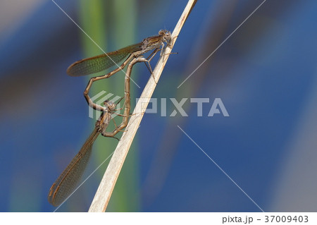 オツネントンボ（交尾） 37009403