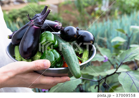 夏野菜の収穫（家庭菜園） 37009558