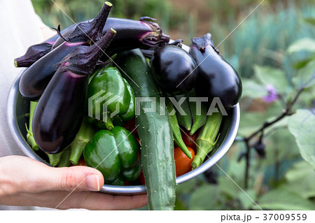 夏野菜の収穫（家庭菜園） 37009559