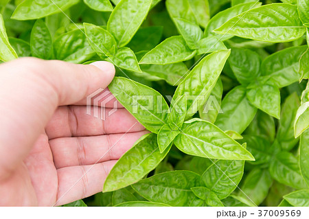 バジル(家庭菜園) バジル(家庭菜園) 37009569