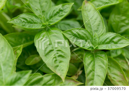 バジル（家庭菜園） 37009570