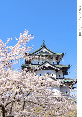 弘前公園の桜 弘前公園の桜 37009631