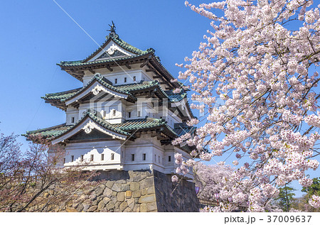 弘前公園の桜 37009637