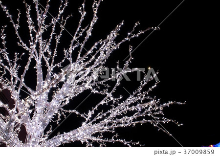 ポルトヨーロッパ内クリスマスイルミネーション ポルトヨーロッパ内クリスマスイルミネーション 37009859