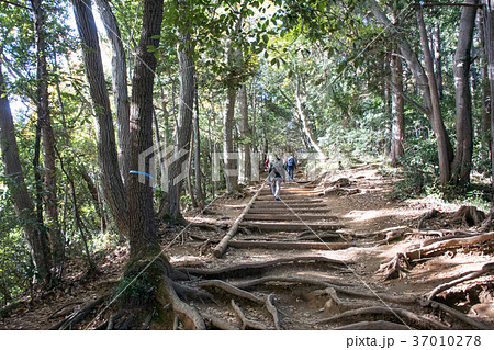 高尾山 秋の登山道 稲荷山コース 高尾山 秋の登山道 稲荷山コース 37010278