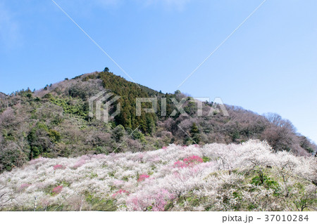 高尾山　高尾梅郷　木下沢梅林（こげさわばいりん） 37010284